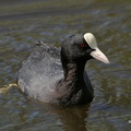 Blässhuhn (Fulica atra)